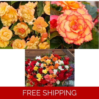 Begonia Illumination x 6 Plug Plants